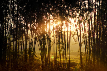 Bamboo grove at sunsetの写真素材