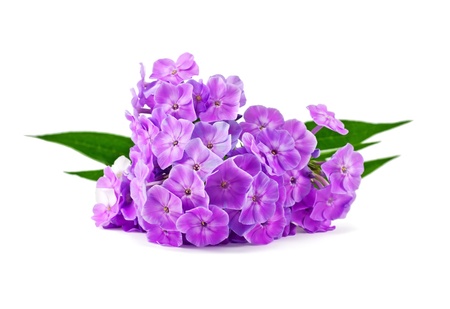 phlox の写真素材