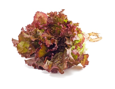 red bundle of lettuce isolated on a white background の写真素材