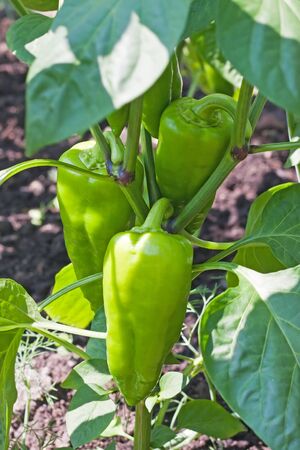 Green bell peppers growing in the garden 
の写真素材