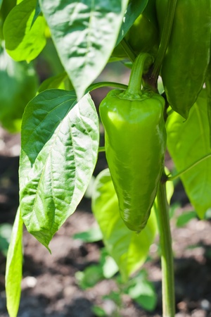 Green bell peppers growing in the garden の写真素材