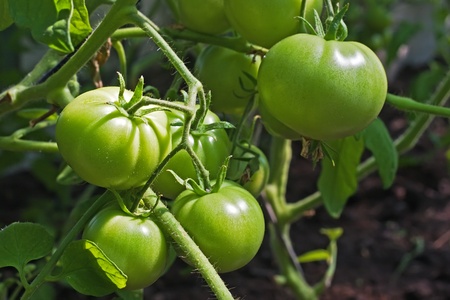 green tomatoes growing on the branches. It is cultivated in the garden.の写真素材