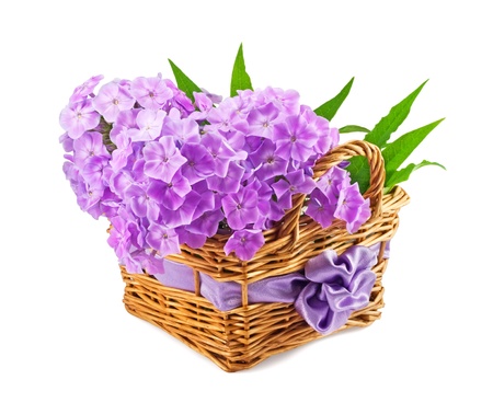beautiful phlox in the basket の写真素材