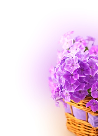 beautiful phloxの写真素材