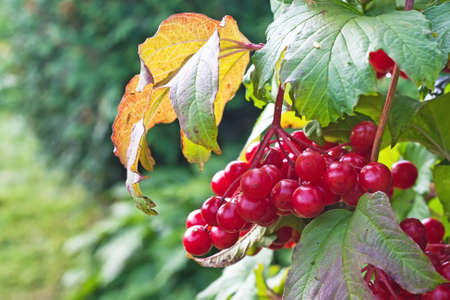 red berries on a bush viburnum 
の写真素材