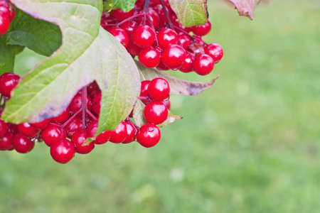 red berries on a bush viburnum の写真素材