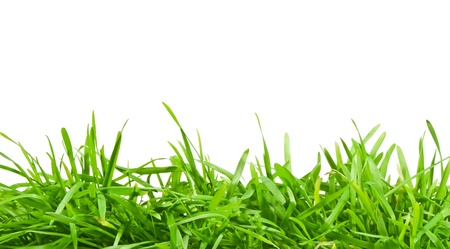 Fresh spring green grass on white background 