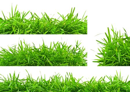 backgrounds of fresh spring green grass, isolated on whiteの写真素材