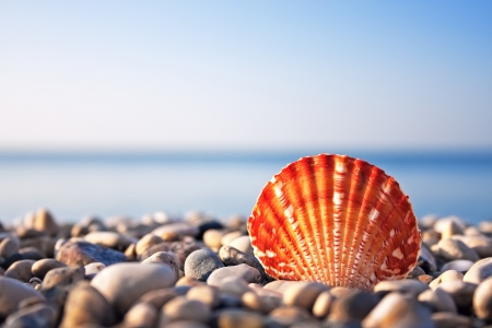 Sea shell with sea and blue sky on backgroundの写真素材