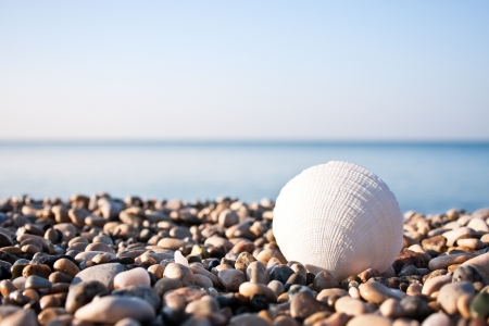 Sea shell with sea and blue sky on backgroundの写真素材