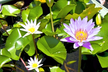 Water lily with green leaves on the waterの写真素材