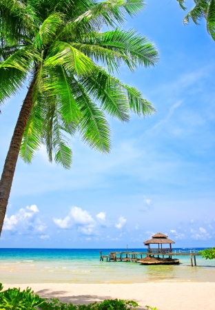 Palm tree in tropical perfect beach at Koh Kood , Thailandの写真素材