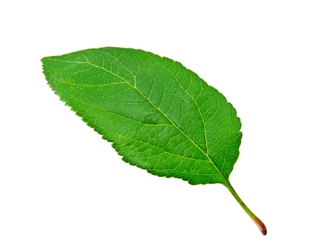 Green apple leaf on white backgroundの写真素材