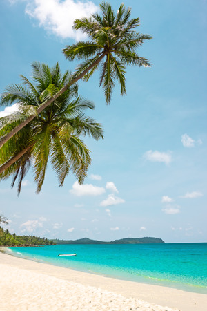 Tropical white sand with palm trees at Koh Kood, Thailandの写真素材