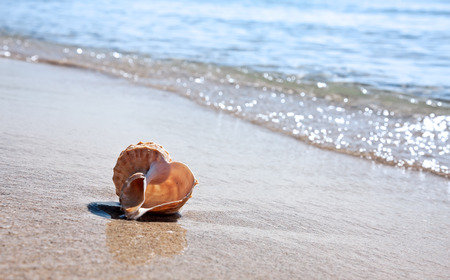 Sea shell on the sandy beach の写真素材