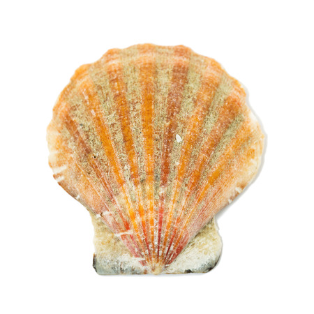seashell isolated on a white background