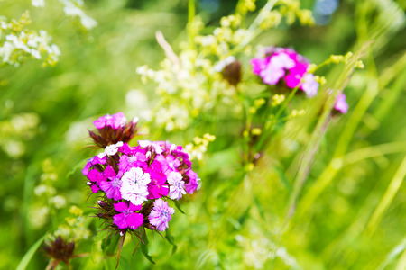 colorfu flowers on the green meadowの写真素材