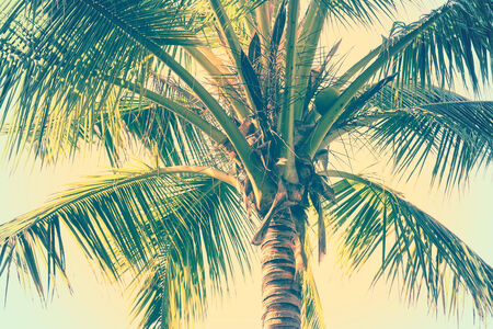 Coconut palm trees perspective viewの写真素材