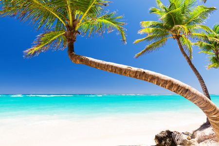 Coconut Palm trees on white sandy beach in Punta Cana, Dominican Republicの写真素材