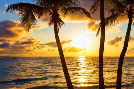 Coconut palm trees on colorful sun setの写真素材