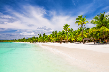 Coconut Palm trees on white sandy beach in Punta Cana, Dominican Republicの写真素材