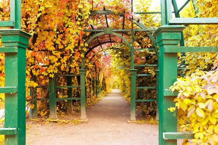 Beautiful autumn park of Peterhof palace, Saint Petersburg, Russiaのeditorial素材
