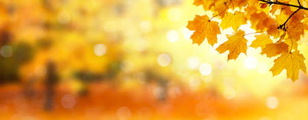 Panorama of autumn landscape, beautiful city park with fallen yellow leaves. Autumn scenery with blurred background.の写真素材