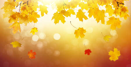 Panorama of autumn landscape, beautiful city park with fallen yellow leaves. Autumn golden abstract...