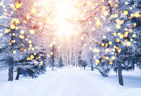 Winter fir tree christmas scene with sunlight. Fir branches covered with snow. Christmas winter blurred background with garland lights, holiday festive background.の写真素材