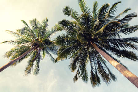 Beautiful tropical beach background. Coconut palm trees and cloud over blue sky in vintage tone. Summer vacation concept with coconut palm trees.の写真素材