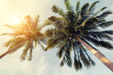 Beautiful tropical beach background. Coconut palm trees and cloud over blue sky in vintage tone. Summer vacation concept with coconut palm trees.の写真素材