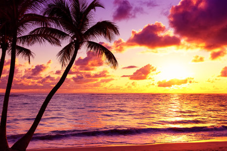 Palm trees silhouette on sunset tropical beach. Coconut palm trees against colorful sunset on the beach in Punta Cana, Dominican Republic.の写真素材