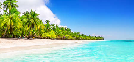 Panorama of coconut palm trees on white sandy beach in Saona island, Dominican Republic. Vacation holidays summer background. View of nice tropical beach.の写真素材