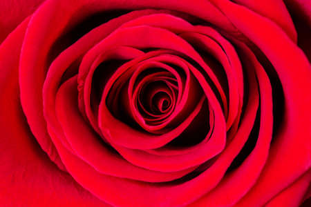 Beautiful red rose flower as background, close up. Macro shot of fresh red rose for background. Natural red rose, atmosphere of love and celebration.の写真素材