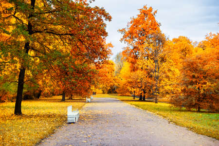 Autumn landscape, beautiful city park with fallen yellow leaves. Autumn scenery with footpath in colorful forest.の写真素材