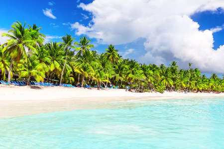 Coconut Palm trees on white sandy beach in Saona island, Dominican Republic. Vacation holidays background wallpaper. View of nice tropical beach.の写真素材