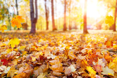 Autumn landscape, beautiful city park with fallen yellow leaves. Close up of bright foliage in sunny autumn park. Concept of fall season. Golden autumn card.の写真素材