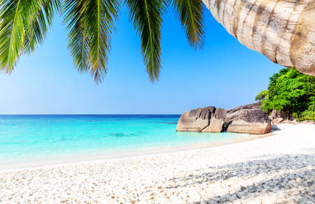 Beautiful beach and coconut palm tree against blue sky in Similan islands, Thailand. View of nice summer tropical beach. Travel summer holiday background concept.の写真素材