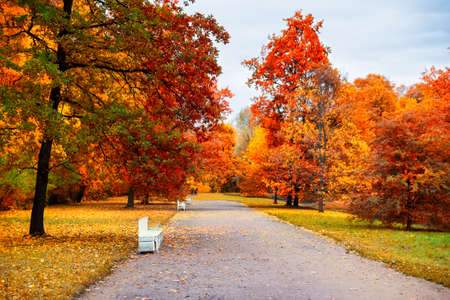 Autumn landscape, beautiful city park with fallen yellow leaves. Autumn scenery with footpath in colorful forest.の写真素材
