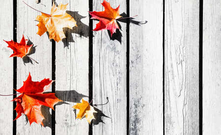 Autumn leaves on wooden boards, background of fall. Beautiful autumn leaves on wooden background.
