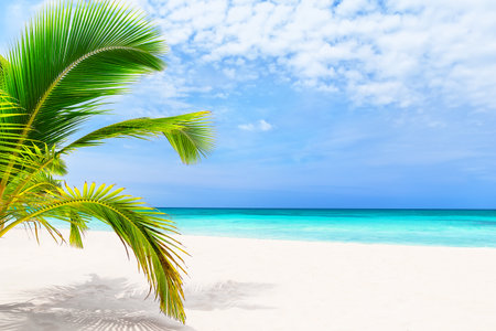 Tropical white sand beach with coconut palm trees and turquoise blue water in Punta Cana, Dominican Republic. Summer holiday background. Sunny tropical paradise beach with palms.の写真素材