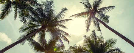 Panorama of coconut palm trees on cloudy sky background. low angle view. toned image. Palm trees on the beautiful sunset background.の写真素材