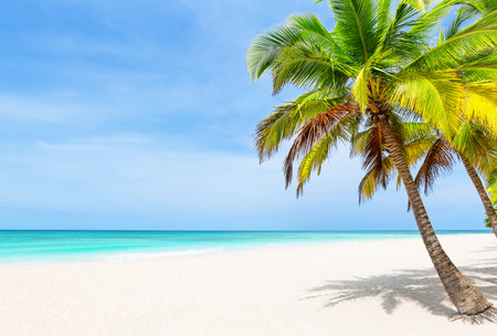 Tropical white sand beach with coconut palm trees and turquoise blue water in Punta Cana, Dominican Republic. Summer holiday background. Sunny tropical paradise beach with palms.の写真素材