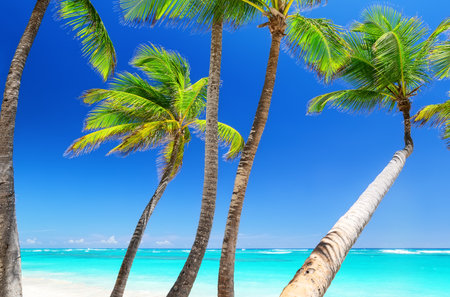 Tropical white sand beach with coconut palm trees and turquoise blue water in Punta Cana, Dominican Republic. Summer holiday background. Sunny tropical paradise beach with palms.の写真素材