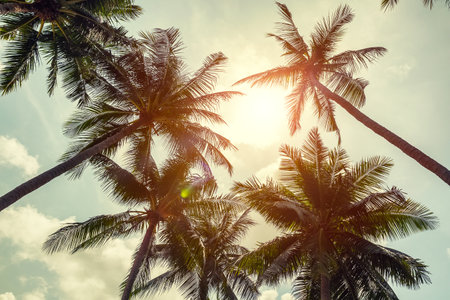 Coconut palm trees on cloudy sky background. low angle view. toned image. Palm trees on the beautiful sunset background.の写真素材