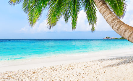 Coconut palm trees against blue sky and beautiful beach in Similan island, Thailand. View of nice tropical beach.Travel summer holiday background concept. Vacation holidays background wallpaper.の写真素材
