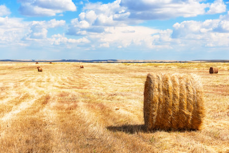 Agricultural landscape haystacks on the field and blue sky background. Agriculture field haystacks rural yellow field. Haystacks harvested on a field in late summer.の写真素材