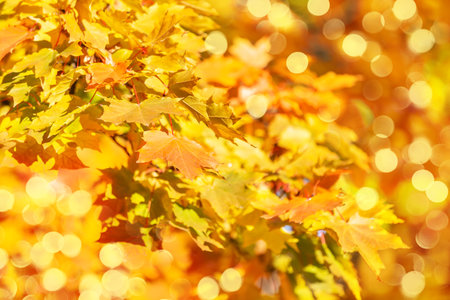 Autumn golden abstract background with bokeh light and colorful leaves. Autumn orange leaves against blurred sky, fall nature background with bokeh.の写真素材