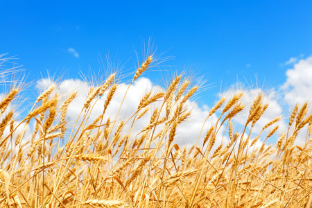 Golden ears of wheat against the blue sky and clouds, close up. Harvest of ripe wheat against the blue sky. Field of wheat, agriculture background.の写真素材
