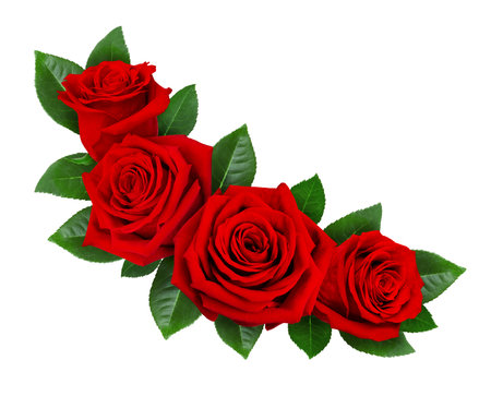 Red rose flowers in a floral arrangement isolated on white or transparent background.の写真素材